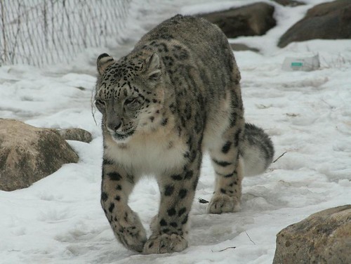 Snow Leopard