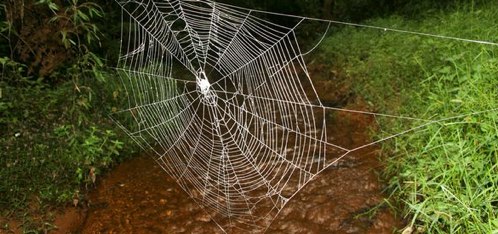 Photos_ World_s Biggest, Strongest Spider Webs Found.jpg