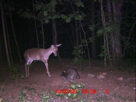cam21