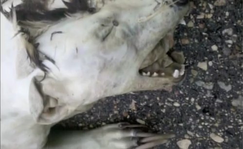 mystery roadkill.jpg